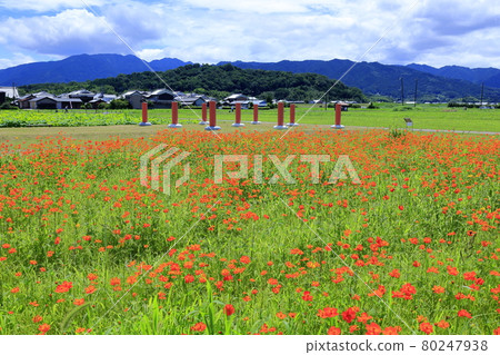 Fujiwara Palace Ruins: Kibana Cosmos in full bloom Fujiwara Palace Ruins: Kibana Cosmos in full bloom 80247938