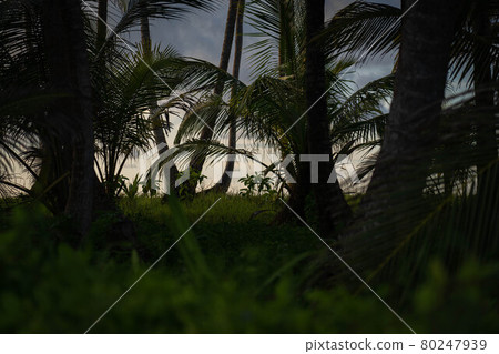 Dusk light in beautiful jungle with palms. adventure and travel concept Dusk light in beautiful jungle with palms. adventure and travel concept 80247939