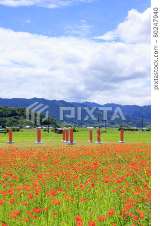 Fujiwara Palace Ruins: Kibana Cosmos in full bloom Fujiwara Palace Ruins: Kibana Cosmos in full bloom 80247940