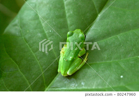 Satoyama 生物，樹葉上的樹蛙，宮城縣 Takkomori 80247960