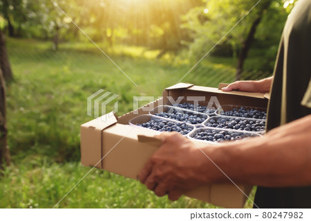 Senior man hands holding box with fresh cultivated blueberry 80247982