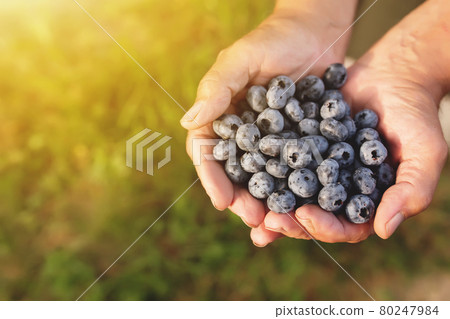 Senior man hands holding heap of fresh cultivated blueberry 80247984