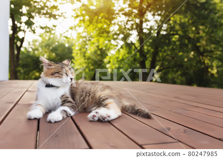 Beautiful tricolor cat lies on a brown wooden terrace Beautiful tricolor cat lies on a brown wooden terrace 80247985