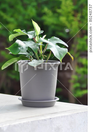 Philodendron pedatum, Philodendron plant 80248737
