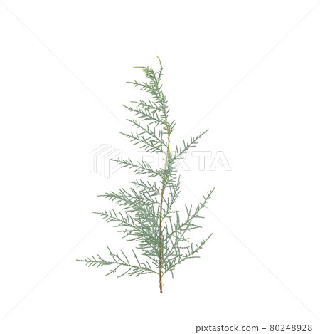 Green Tamarix rosea leaf branch on white isolated 80248928