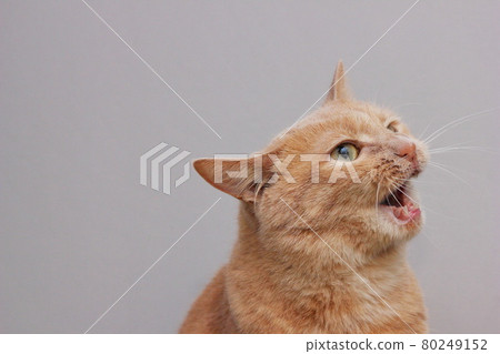 An angry red cat with an open mouth. A dangerous pet. An angry red cat with an open mouth. A dangerous pet. 80249152