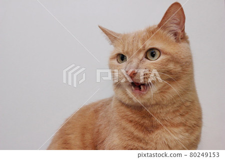 An angry red cat with an open mouth. A dangerous pet. An angry red cat with an open mouth. A dangerous pet. 80249153
