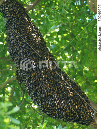 large brown long natural dangerous wild bee hive on a tree with green leaves selective focus blur background large brown long natural dangerous wild bee hive on a tree with green leaves selective focus blur background 80249693