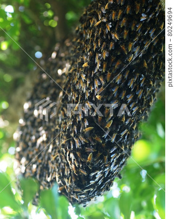 large brown long natural dangerous wild bee hive on a tree with green leaves selective focus  blur background 80249694