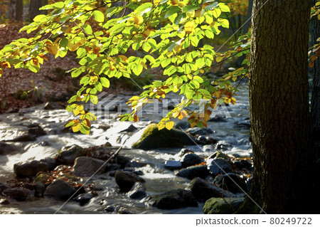 Bright green leaves rise from a tree above the water of the stream interspersed with stones 80249722