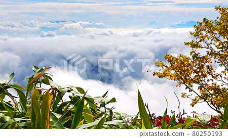 A beautiful sea of clouds spreading out from the summit of Mount Kayagatake and mountain ranges including Mount Fuji, a spectacular early morning view (Yamanashi Prefecture) A beautiful sea of clouds spreading out from the summit of Mount Kayagatake and mountain ranges including Mount Fuji, a spectacular early morning view (Yamanashi Prefecture) 80250193