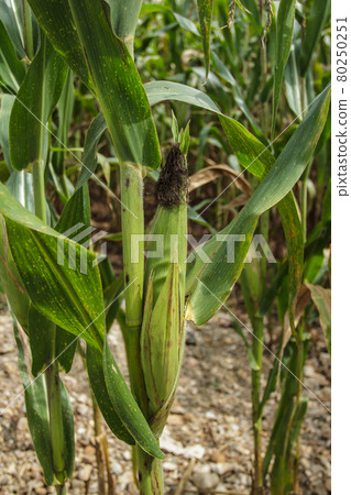 corn 80250251