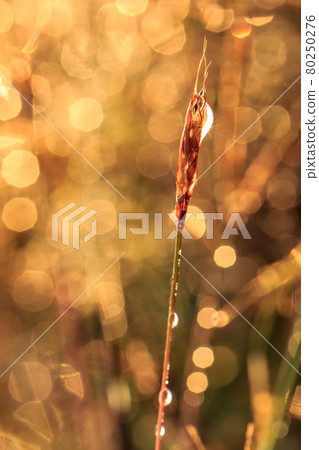 flowers grass blurred bokeh flowers grass blurred bokeh 80250276