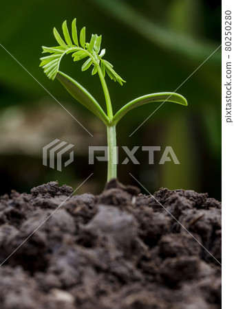 Small plant seedling Small plant seedling 80250280