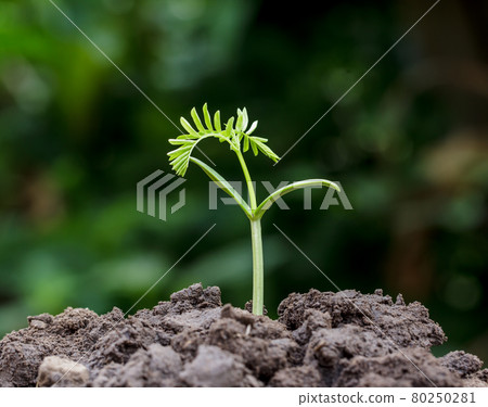 Small plant seedling Small plant seedling 80250281