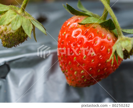 Strawberry fresh in the garden. Strawberry fresh in the garden. 80250282