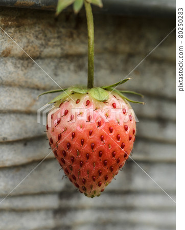 Strawberry fresh in the garden. 80250283