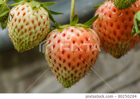 Strawberry fresh in the garden. Strawberry fresh in the garden. 80250284