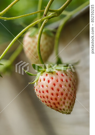 Strawberry fresh in the garden. 80250285