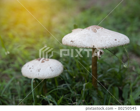 close up of white mushrooms on the lawn 80250545