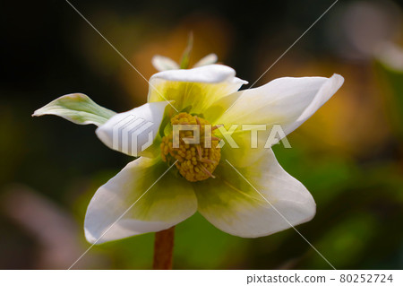 View of a white flowering flower in the garden in summer. View of a white flowering flower in the garden in summer. 80252724