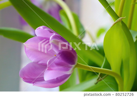 View of the purple flowering tulip close-up. View of the purple flowering tulip close-up. 80252726