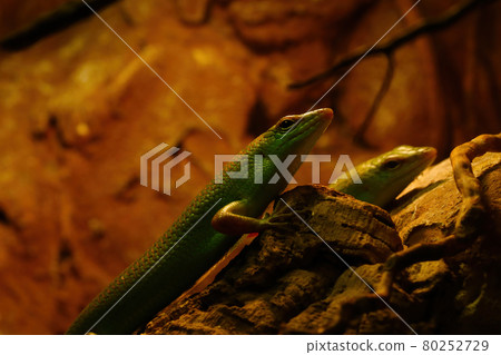 A green lizard close-up on a rock in a park. A green lizard close-up on a rock in a park. 80252729