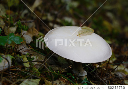 Close-up of a white mushroom in the forest. 80252730