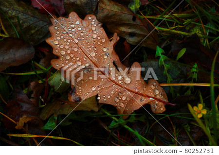 A yellow fallen leaf with drops of water lies on the ground in the fall. A yellow fallen leaf with drops of water lies on the ground in the fall. 80252731