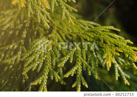 A green young branch of thuja in the garden close-up. A green young branch of thuja in the garden close-up. 80252733