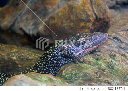 Close-up of a dark lizard on a rock. Close-up of a dark lizard on a rock. 80252734