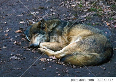 Close-up of a sleeping wolf in a hole in the woods. 80252747