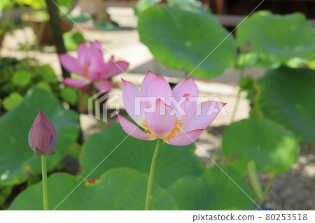 Lotus flower in full bloom at Jurenji Temple Lotus flower in full bloom at Jurenji Temple 80253518
