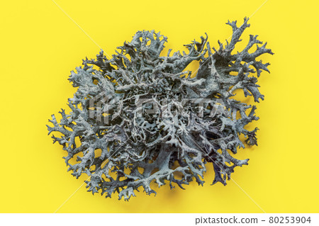 Detail of Icelandic lichen (Cladonia rangiferina) structure on yellow board. Abstract organic  photo. 80253904