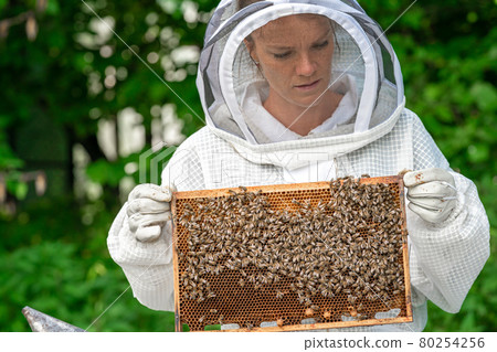 woman with a wax frame with bees in beekeeping woman with a wax frame with bees in beekeeping 80254256