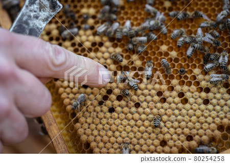 beekeepers inspect bees on a wax frame in a beekeeping beekeepers inspect bees on a wax frame in a beekeeping 80254258