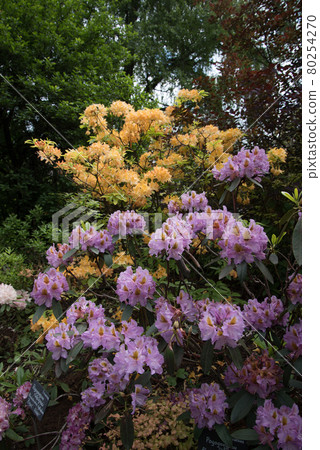 Large pink-brown rhododendron flowers. A beautiful evergreen plant 80254270