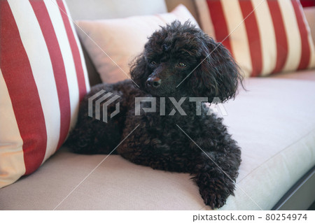 Beautiful black Toy Poodle resting on a outdoor sofa Beautiful black Toy Poodle resting on a outdoor sofa 80254974