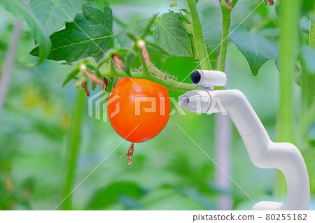 Smart robotic that installed on Tomato garden for assist farmer to work and harvest product, smart farm 4.0 concept 80255182