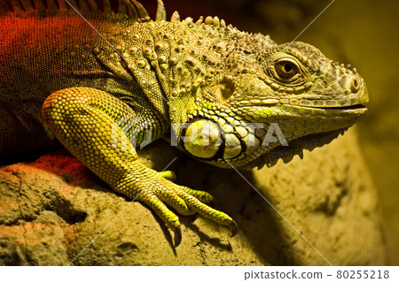 A large lizard sits on a rock 80255218