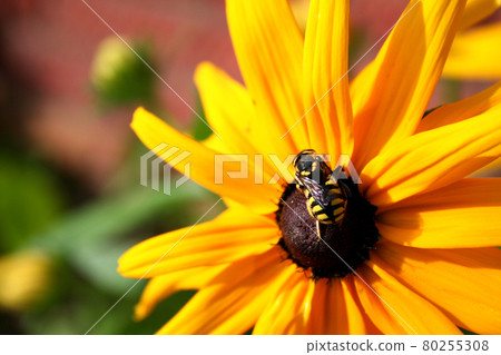 The bee sits on a sunflower on a sunny summer day The bee sits on a sunflower on a sunny summer day 80255308