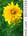Beautiful yellow flower on a green grass background 80255309