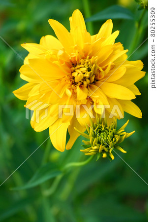 Beautiful yellow flower on a green grass background Beautiful yellow flower on a green grass background 80255309