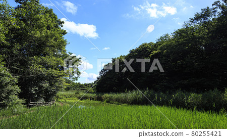 原始景觀 80255421