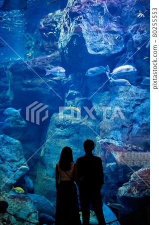 一對年輕夫婦在水族館約會時看魚和生物 80255553