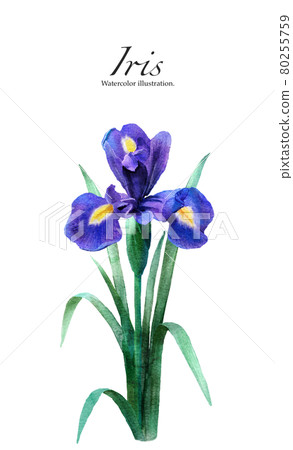 鳶尾花的水彩插圖 80255759
