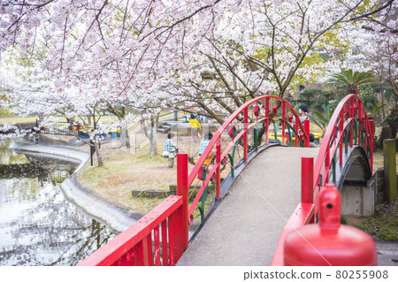 Cherry-blossom viewing Cherry-blossom viewing 80255908
