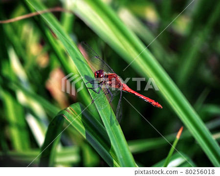 Beautiful Red dragonfly, Sympetrum sanguineum resting on a blade of grass on a green background near the pond. Predatory insect. Close-up macro. 80256018