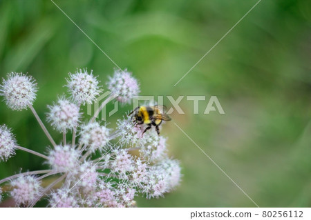 A furry striped bumblebee sits on a poisonous white flower of a water Hemlock on a green background. Textured wings. Close up. Poisonous plant. A furry striped bumblebee sits on a poisonous white flower of a water Hemlock on a green background. Textured wings. Close up. Poisonous plant. 80256112