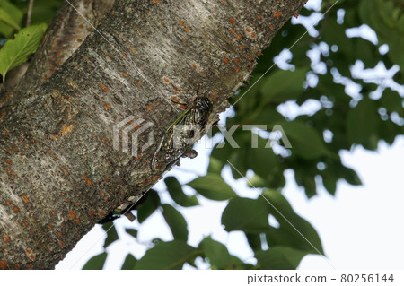 櫻桃樹上的熊澤米 櫻桃樹上的熊澤米 80256144